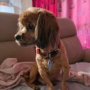 디자인해민 | 강아지 치석관리 필수템 🐶 덴티페어리 덴탈껌 후기 | 해민이도 반한 개별포장 덴탈껌 추천