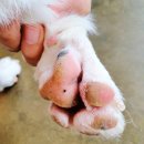 재미나개 이미지