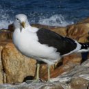 갈매기꿈 이미지