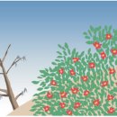 늦게 피는 꽃 이미지