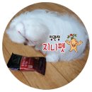 하리몽 | [정관장] 지니펫 &#39;홍삼 함유 사료&#39; 샘플 신청 &amp; 후기