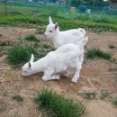 성인농장 이미지