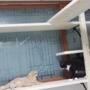 날라리 캣 이미지