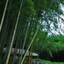 대나무골 이미지