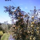 순례농장 이미지