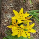 우두랜드 이미지