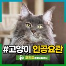 고양이 방광염 혈뇨 SUB 수술 인공 요관우회술 후기