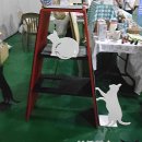 [9월 1일 캣쇼] 2013년도 올캣 페스티벌 &amp;CFA 캣쇼 후기 - 냥이애호가 -