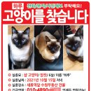 ﻿(고양이를찾습니다) 고양이 찾는 전단지제작 사례입니다.﻿ 참고하세요. 이미지