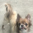 댕실댕실 이미지