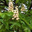 마로니에 이미지