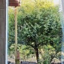 제주도작은집 작은별 이미지