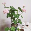 앤틱로즈