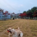 디비독잔디