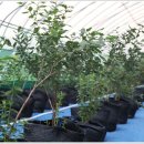 칠갑산농원 이미지