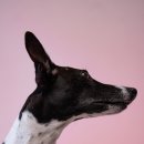 파란동물병원 이미지