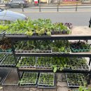 덕정농약종묘사 이미지