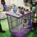 그루밍펫 이미지