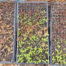 사남매농장2 이미지