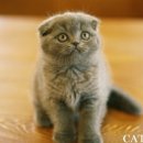 여의도 동물병원 은하점 이미지