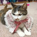 구로-구로-구로-1464 이미지