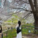 하모니카(초·중·고급반) | 양재천 벚꽃 서울 벚꽃 명소 4월 초 개화 현황 후기