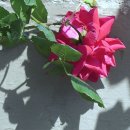 곡성세계장미축제장 이미지