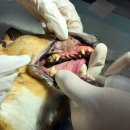 돌봄동물메디컬클리닉 이미지