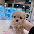 멍벤져스 이미지