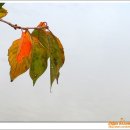 금진여행사