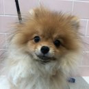 핫독애견 이미지