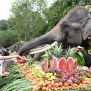 코끼리민박 이미지