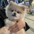칠삼고기식당 | [구미애견동반식당]구미단골맛집 칠삼피그💓(내돈내산)