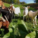 영식목장 이미지