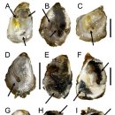 참굴 (Magallana gigas)치패의 천공 다모류 (polychaetes) 이미지