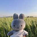 [경주 미피하우스] 석굴암 에디션 구매 후기 &amp; 황리단길 무료 주차 꿀팁