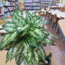 농소초등학교 병설유치원 이미지