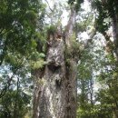 세상에서 가장 위험한길과 가장 오래된 나무 이미지