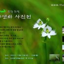 전국야생화전시회 네이버블로그