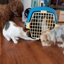 한수풀동물병원 이미지