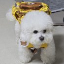 옥정강아지 | 양주 옥정 강아지 사진관 추천 무뉴스튜디오 다녀온 후기