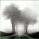 안개로가로수 이미지