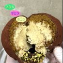 디어마망 | 두바이 디저트 끝이 없는 변형 맛집 (김밥/케이크/젤라또/붕어빵/수건케이크)