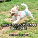 영원카서비스 | 남양주애견카페 영월이애견카페 천연잔디 강아지운동장 강아지동반 공연