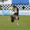 윤선생애견훈련소 이미지