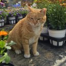 우성농원 | 양재 화훼식물 공판장 후기