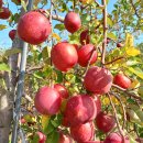 해풍농장 이미지