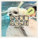 아이맘동물의료센터 | 안성동물의료센터 후기 ｜ 강아지 피부질환진료 안성동물병원 찾는다면 여기로