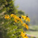 감나무민박 이미지