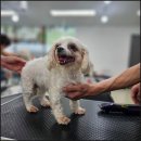 펫미리애견샵 이미지